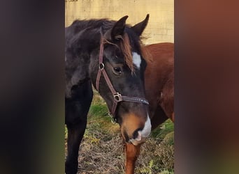 Oldenbourg, Jument, 2 Ans, 173 cm, Bai brun foncé