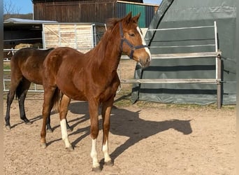 Oldenbourg, Jument, 2 Ans, Alezan