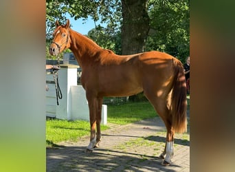 Oldenbourg, Jument, 2 Ans, Alezan