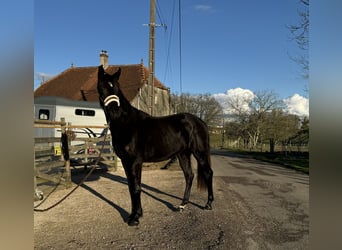 Oldenbourg, Jument, 2 Ans, Bai brun foncé