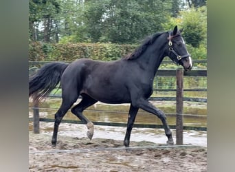 Oldenbourg, Jument, 2 Ans, Bai brun foncé