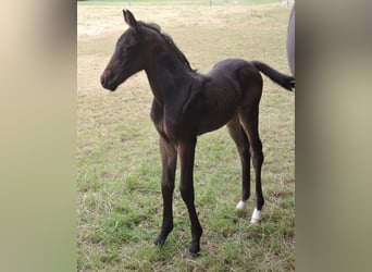 Oldenbourg, Jument, 2 Ans, Bai brun foncé