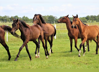 Oldenbourg, Jument, 2 Ans, Bai brun foncé