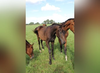 Oldenbourg, Jument, 2 Ans, Bai brun foncé