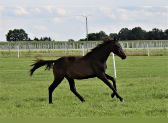 Oldenbourg, Jument, 2 Ans, Bai brun foncé