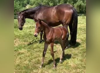 Oldenbourg, Jument, 2 Ans, Bai