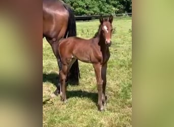 Oldenbourg, Jument, 2 Ans, Bai