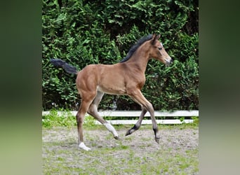 Oldenbourg, Jument, 2 Ans, Bai