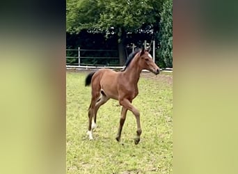 Oldenbourg, Jument, 2 Ans, Bai