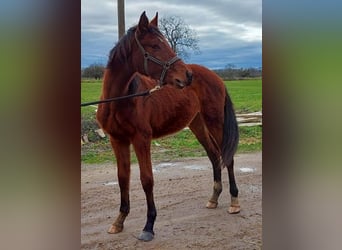 Oldenbourg, Jument, 2 Ans, Bai