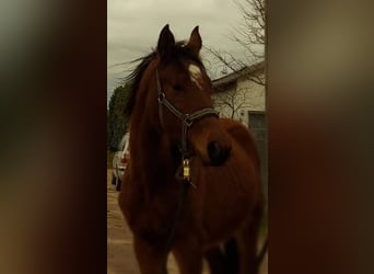 Oldenbourg, Jument, 2 Ans, Bai