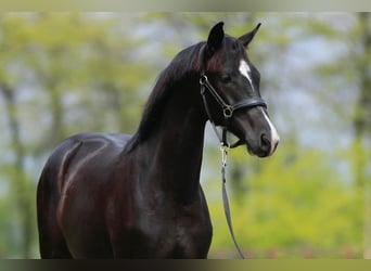 Oldenbourg, Jument, 2 Ans