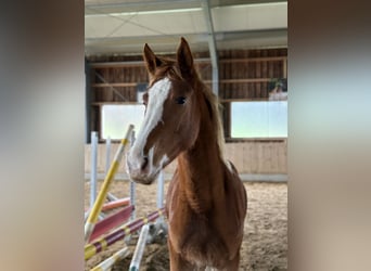 Oldenbourg, Jument, 3 Ans, 155 cm