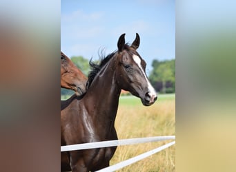 Oldenbourg Croisé, Jument, 3 Ans, 156 cm, Bai brun