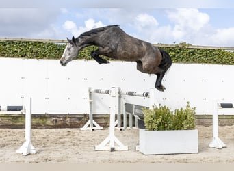 Oldenbourg, Jument, 3 Ans, 159 cm, Gris