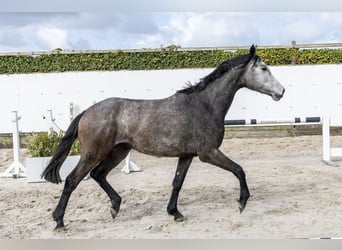 Oldenbourg, Jument, 3 Ans, 159 cm, Gris