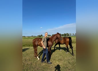 Oldenbourg, Jument, 3 Ans, 160 cm, Alezan