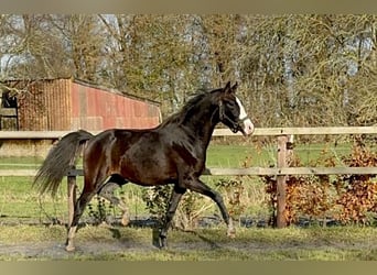 Oldenbourg, Jument, 3 Ans, 160 cm, Bai brun
