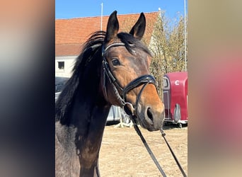 Oldenbourg, Jument, 3 Ans, 160 cm, Bai brun