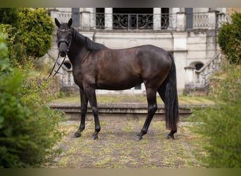 Oldenbourg, Jument, 3 Ans, 160 cm, Noir