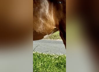 Oldenbourg, Jument, 3 Ans, 161 cm, Bai brun foncé