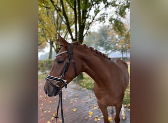 Oldenbourg, Jument, 3 Ans, 162 cm, Alezan