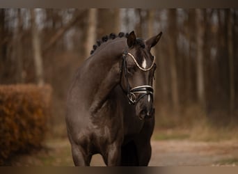 Oldenbourg, Jument, 3 Ans, 162 cm, Bai brun foncé