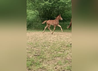 Oldenbourg, Jument, 3 Ans, 162 cm