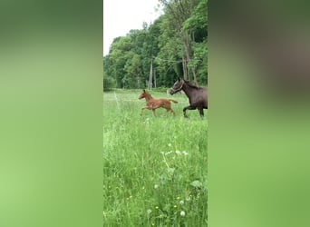 Oldenbourg, Jument, 3 Ans, 162 cm