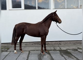 Oldenbourg, Jument, 3 Ans, 162 cm