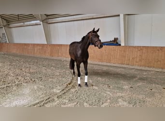 Oldenbourg, Jument, 3 Ans, 163 cm, Bai brun