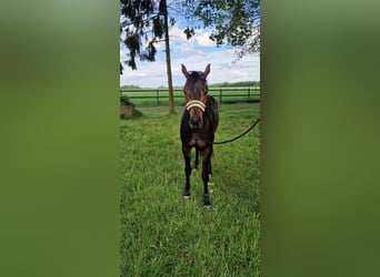 Oldenbourg, Jument, 3 Ans, 163 cm, Bai brun