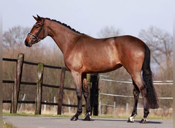 Oldenbourg, Jument, 3 Ans, 163 cm, Bai brun