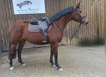 Oldenbourg, Jument, 3 Ans, 163 cm, Bai
