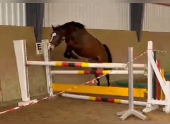 Oldenbourg, Jument, 3 Ans, 164 cm, Bai
