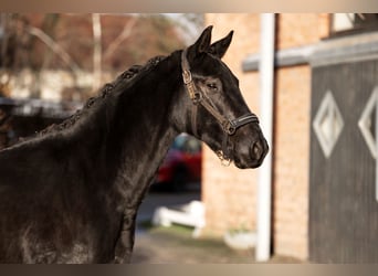 Oldenbourg, Jument, 3 Ans, 164 cm, Noir