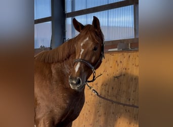 Oldenbourg, Jument, 3 Ans, 165 cm, Alezan