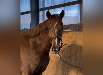 Oldenbourg, Jument, 3 Ans, 165 cm, Alezan