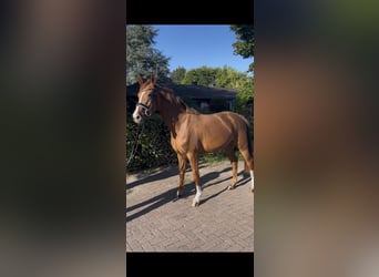 Oldenbourg, Jument, 3 Ans, 165 cm, Alezan