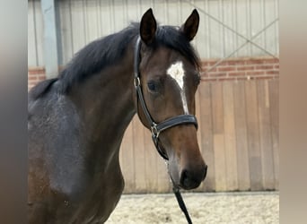 Oldenbourg, Jument, 3 Ans, 165 cm, Bai brun