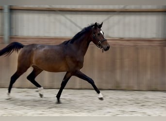 Oldenbourg, Jument, 3 Ans, 165 cm, Bai brun