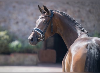Oldenbourg, Jument, 3 Ans, 165 cm, Bai brun