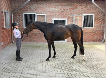 Oldenbourg, Jument, 3 Ans, 165 cm, Bai brun foncé