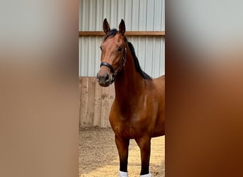Oldenbourg, Jument, 3 Ans, 165 cm, Bai