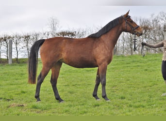 Oldenbourg, Jument, 3 Ans, 165 cm, Bai