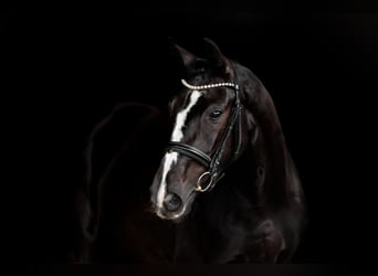 Oldenbourg, Jument, 3 Ans, 165 cm, Noir