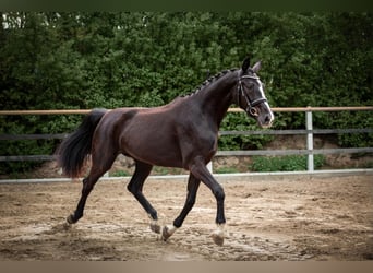 Oldenbourg, Jument, 3 Ans, 165 cm, Noir