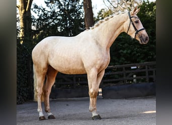 Oldenbourg, Jument, 3 Ans, 165 cm, Palomino