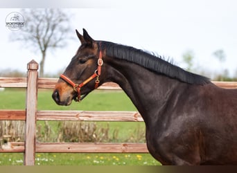 Oldenbourg, Jument, 3 Ans, 166 cm, Bai brun