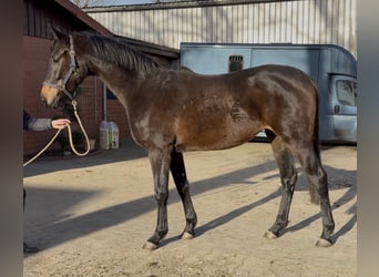 Oldenbourg, Jument, 3 Ans, 166 cm, Bai brun